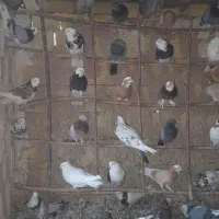 شازده.ابلغ زرد.سبز.سرور.|پرنده|زیباشهر, |دیوار