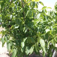 فروش یا معاوضه زمین کشاورزی|فروش دفتر صنعتی، کشاورزی، تجاری|دماوند, دماوند|دیوار