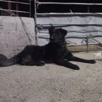 سگ نر  قدرجونی