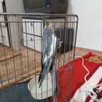 عروسی هلندی نر باقفس فروش فوری|پرنده|ابهر, |دیوار