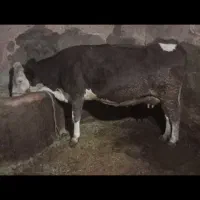 گاو سمینتال|حیوانات مزرعه|دهگلان, |دیوار