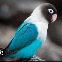 طوطی برزیلی ماده تک|پرنده|تهران, دروازه شمیران|دیوار