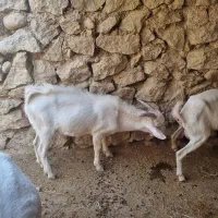 فروش کهره بذری نژاد سانن اصل دوبُر|حیوانات مزرعه|شیراز, شهرک سراج‎|دیوار