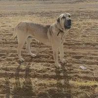 واگذاری سرابی ۳ساله همه چی به شرط|سگ|مهربان, |دیوار