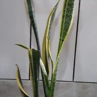 گل های متنوع|گل و گیاه طبیعی|نجفآباد, جعفرآباد|دیوار