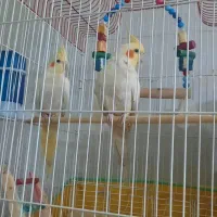 عروس هلندی