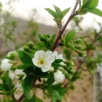 کلیه خدمات باغبانی و فضای سبز صفر تا صد|خدمات باغبانی و درختکاری|مشهد, فلسطین|دیوار