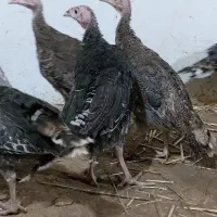 جوجه بوقلمون ۷۰روزه برنزانگلیس|حیوانات مزرعه|کرمانشاه, |دیوار