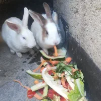 یک جفت خرگوش سالم