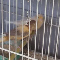 قناری فروشی مهدی