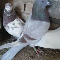 کبوتر تکپر|پرنده|رامیان, |دیوار