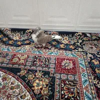 کفتر شیرازی|پرنده|ورامین, خیر آباد|دیوار