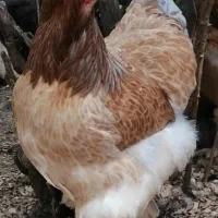 تخم مرغ نطفه داربرهما