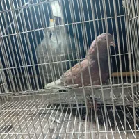 کبوتر رنگی کفتر بوم|پرنده|مشهد, مشکینی (شهرک غرب)|دیوار