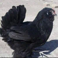 مرغ و خروس نژاد مرندی جوان