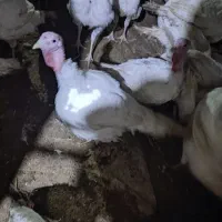 بوقلمون بیوتی