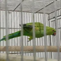 جفت طوطی ملنگو مولد|پرنده|سراوان, |دیوار