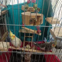 جفت عروس مولد با کلیه لوازم|پرنده|محمدشهر, شهرک پیام (مهرالبرز)|دیوار