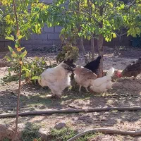 خروس ترکیبی براهما و امپراتور|حیوانات مزرعه|هشتگرد, فشند|دیوار