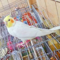 عروس هلندی سخن گو