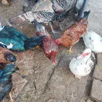 بوقلمون ،مرغ ،خروس،اردک و غاز|حیوانات مزرعه|اردبیل, |دیوار