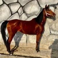 اسب مادیان|اسب و تجهیزات اسبسواری|شهریار, کردزار|دیوار