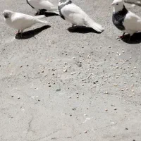 کبوتر|پرنده|کامیاران, |دیوار