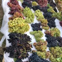 فروش نهال های با کیفیت و اصلاح شده|خدمات باغبانی و درختکاری|کرمانشاه, |دیوار