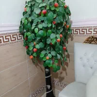 درختچه سیب همراه با گلدان