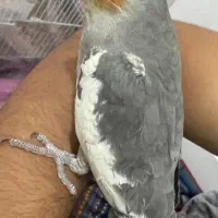 عروس هلندی|پرنده|بندرعباس, |دیوار