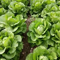 کاهو فله مغز دار سالم موجود