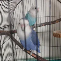 طوطی برزیلی