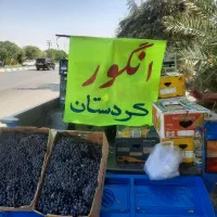 انگور بج کردستان