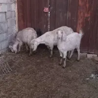 دو راس میش وبره جوان داشتی سه راس بزغاله|حیوانات مزرعه|لنجان, |دیوار