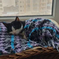 گمشده|حیوانات|مشهد, میعاد (شهرک غرب)|دیوار