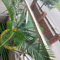 سیکاس ماده و کاکتوس طبیعی