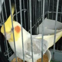 جفت عروس هلندی لوتینو دوکت با یه جوجه 6روزه