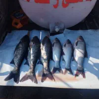 ماهی زنده وتازه وپرگوشت|ماهی|اراک, |دیوار