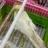 عروس هلندی ماده|پرنده|ماسال, |دیوار