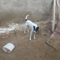 سگ نر|سگ|شیروان (خراسان), |دیوار