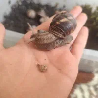 حلزون اسکارگو