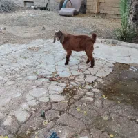بیگ نژدی