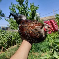 مرغ و خروس گلین لری