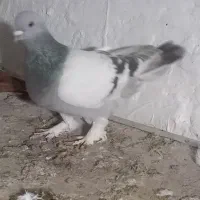 ترکیه نر هردو (معاوظه با ساری نشان )