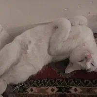 واگذاری گربه سفید