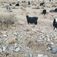 بز .نطنز|حیوانات مزرعه|اصفهان, شهرستان|دیوار
