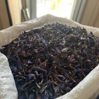 گل گاو زبان وحشی