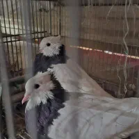 یک جفت کفتر طوقی|پرنده|قم, جوی شور|دیوار