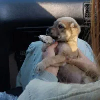 سگ سراب نر مفت مفت ۸۰۰|سگ|بجنورد, |دیوار