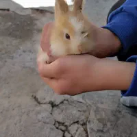 خرگوش لوپ